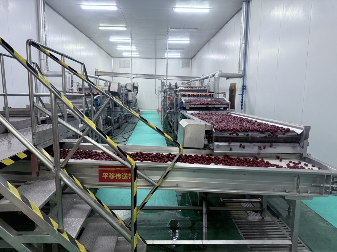 现代化红枣加工厂内部场景:不锈钢传送带输送去核后的红枣,自动切片机精准切割成均匀圆环,工人在控制台监控烘干温度曲线。背景可见‘清涧红枣产业园’标识牌和食品安全管理体系认证证书 现代化枣圈加工生产线实景图