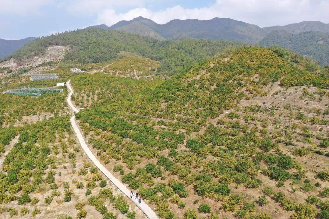 西五味子规范化种植基地航拍图