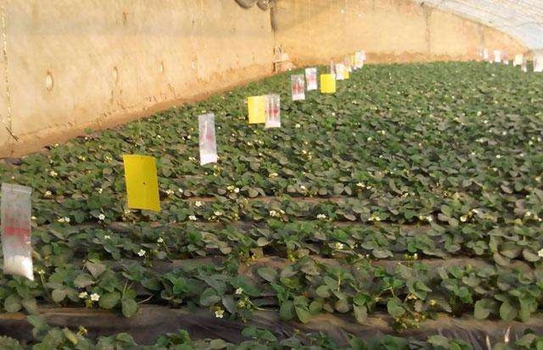 草莓大棚内黄板监测与喷雾施药现场