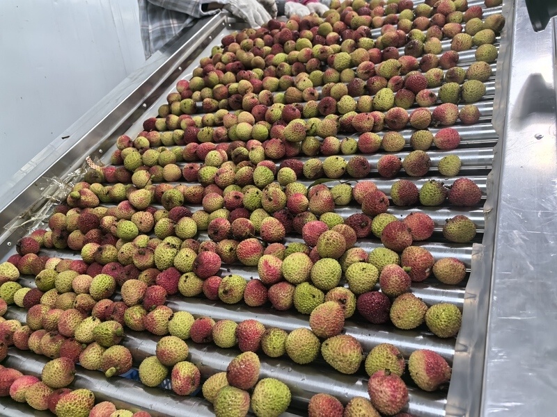 高州根子镇荔枝分级包装车间内景