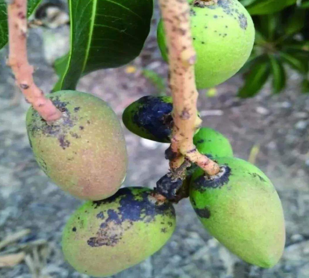 芒果果肉因炭疽病菌感染导致的深层墨黑色腐烂病灶,伴有水浸状塌陷、灰绿晕染及可见菌丝,属典型采后真菌性病害 切开芒果显示病理性黑腐:果肉中心近果核处呈不规则墨黑色团块,质地塌陷出水,边缘呈灰绿色晕染,周边果肉泛黄发绵,表面附着细微灰白菌丝絮状物