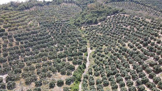 北方山地国光苹果老果园航拍：梯田式缓坡上成片60年以上树龄的老果树，主干粗壮、树冠开张，秋季叶片半落，枝头挂满红晕明显的果实，地面覆盖自然枯草与落叶
