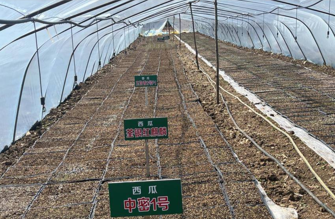 现代化甜瓜设施大棚滴灌系统实景,展示地膜覆盖完整性、滴头定位精度、垄沟干燥状态及无积水环境 甜瓜标准化滴灌栽培现场:黑色地膜全覆盖,滴灌带精准铺设于垄面中央,水肥直达根区,垄沟干燥无积水,有效阻断根腐病传播路径