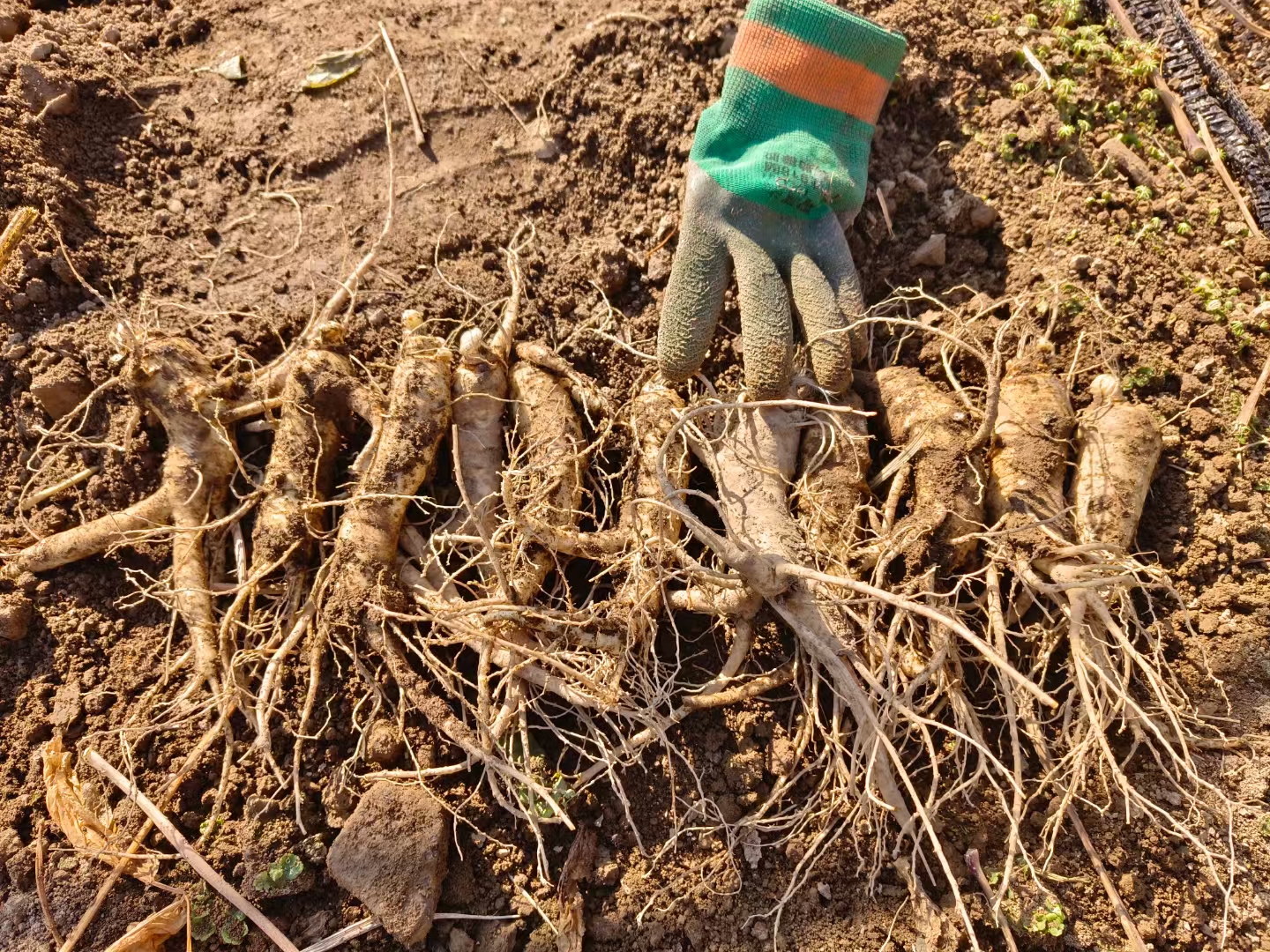 人参秋季采收现场图