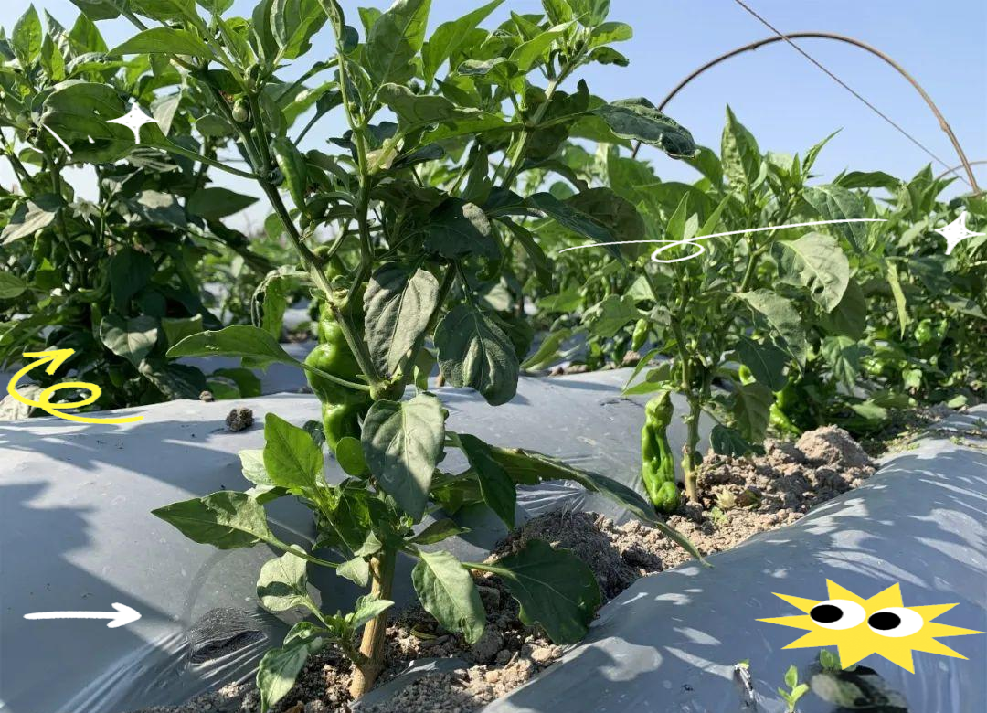 一片大面积种植的辣椒田,植株整齐排列,果实呈鲜红色或深绿色,农民正在手工采摘。背景可见现代化灌溉设施和遮阳网棚。地面覆盖黑色地膜,防止杂草生长并保墒 成熟采摘期的东北干鲜辣椒田间实景