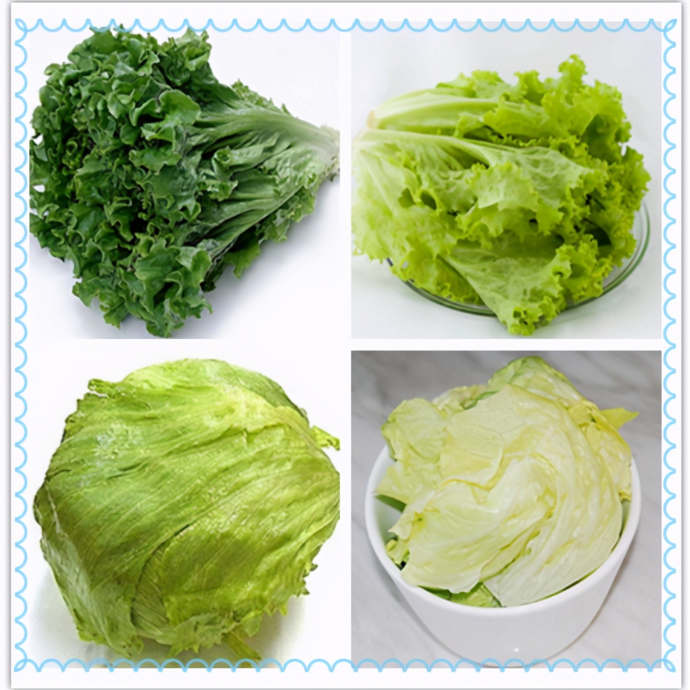 不同种类的生菜对比图