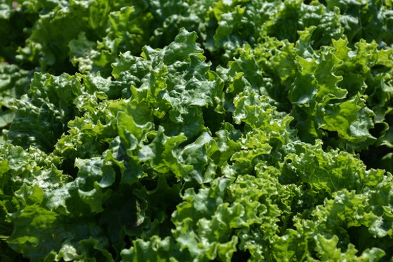 新鲜羽衣甘蓝叶片特写,绿色浓郁,叶片厚实,背景为自然田园环境 羽衣甘蓝蔬菜特写