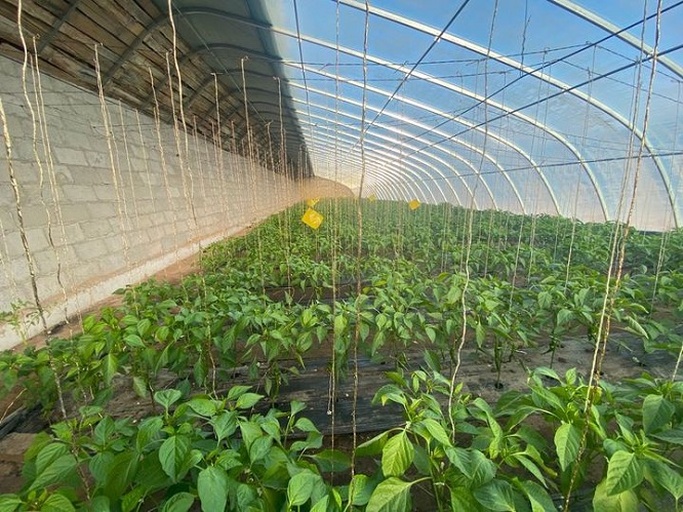 山东省寿光市现代化蔬菜大棚群航拍画面,可见连片的日光温室与智能灌溉系统,地面为深褐色疏松土壤,棚内绿意盎然,种植有正处于生长期的辣椒植株 山东寿光蔬菜大棚航拍图