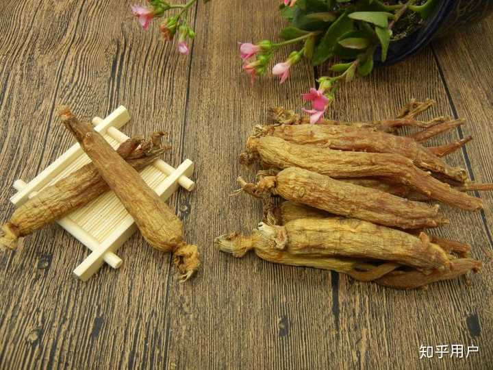 鲜人参切片显微结构示意图
