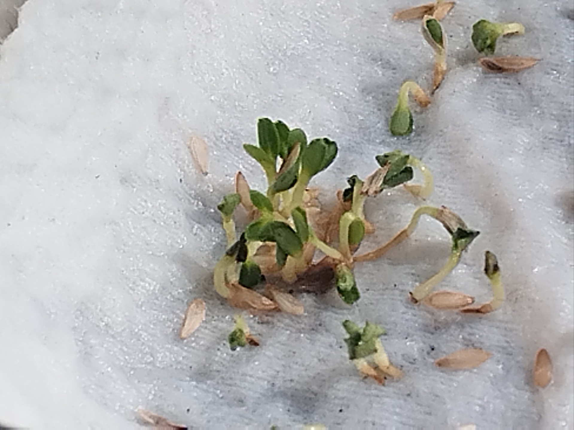 展示生菜切根后重新发芽的生长过程示意图 生菜再生栽培示意图