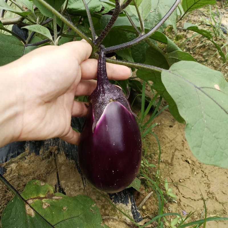 丰收的菜园中采摘番茄和茄子的场景