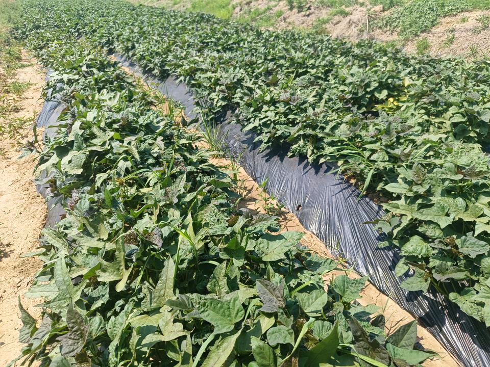 济薯26田间生长状态全景图