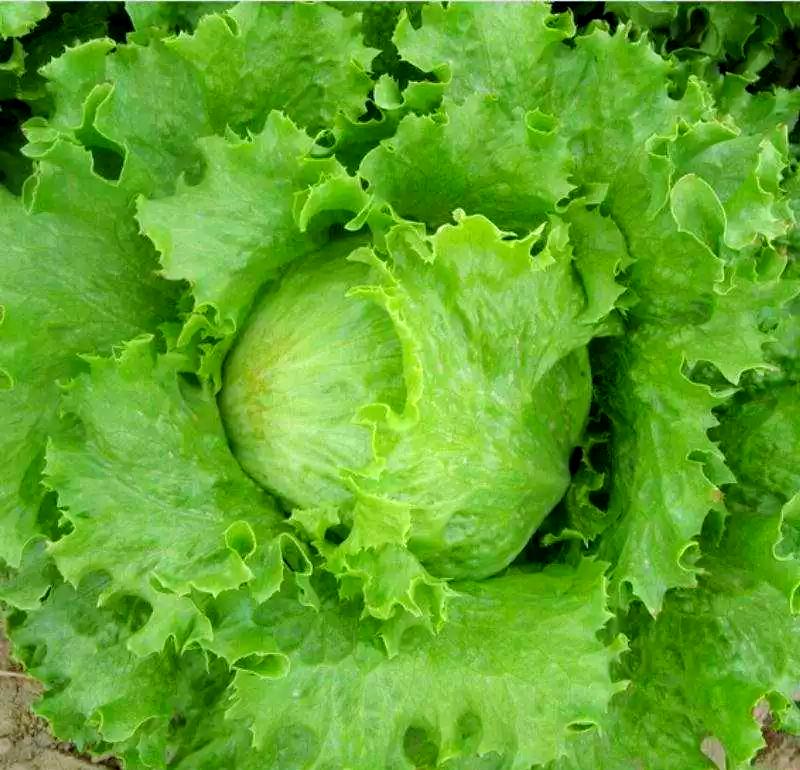 卷心莴苣与罗马生菜对比图