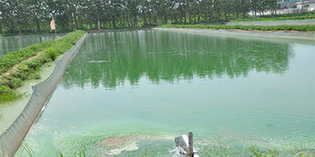 一片密集生长的狐尾藻覆盖在浅水池塘表面,茎叶呈深绿色,呈簇状竖立或漂浮于水面,显示出典型的‘狐尾’形态特征,周围水体略显浑浊,表明其已对水质造成一定影响 狐尾藻生长实景图