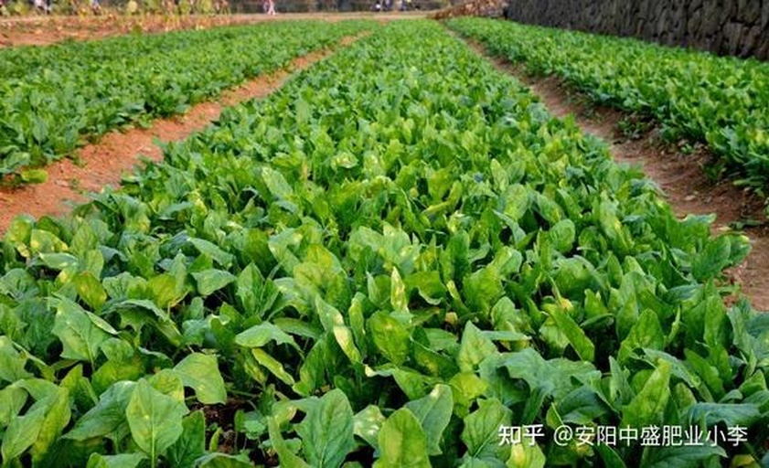 大叶菠菜规模化种植田