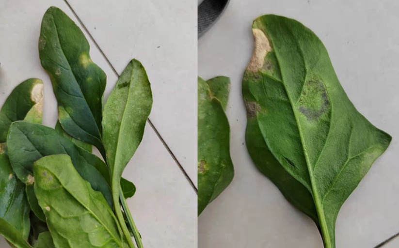 健康菠菜根系与受病害影响的根系对比,清晰展示病害影响程度 菠菜健康根系与病害根系对比图