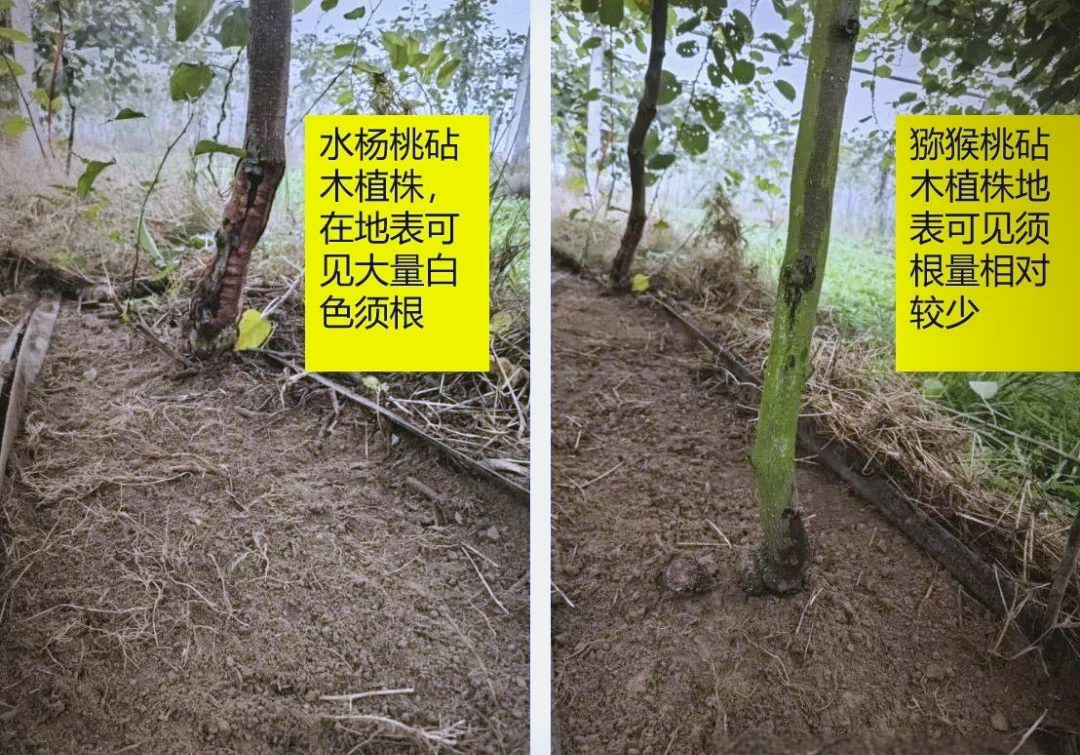 海沃德猕猴桃嫁接苗根系结构示意图