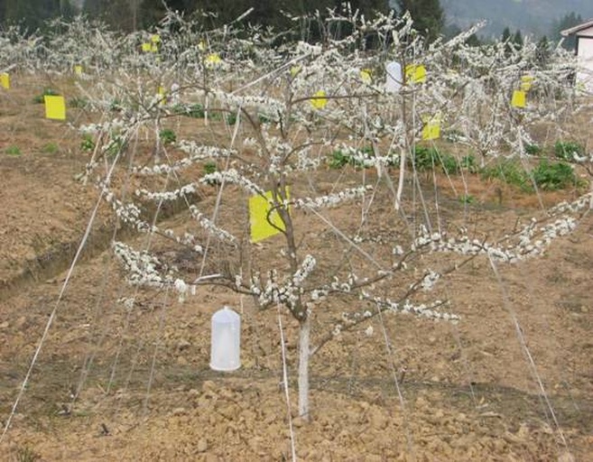 果园绿色防控设施布局图