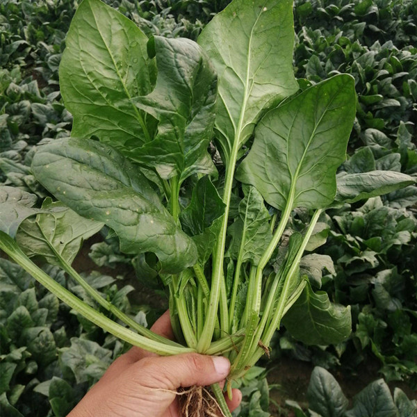 一片阳光充足的农田中,左侧为深绿色成熟菠菜,叶片厚实饱满;右侧为浅绿色幼嫩菠菜,叶片较小且透亮,土壤湿润,背景有农民正在采摘 菠菜田中不同颜色的菠菜植株对比