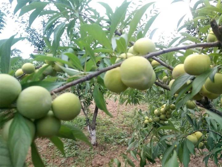 山竹树和果实的特写