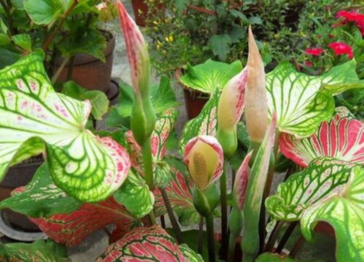 白色恋人彩叶芋在明亮散射光下的生长状态