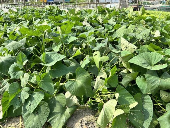 一片绿意盎然的甘薯田,植株茎叶茂盛呈匍匐状生长,叶片心形、深绿色,叶脉清晰可见;土壤为沙壤土,田间管理整齐,部分藤蔓已覆盖地表,展现出良好的长势和群体结构 济薯26号田间生长实景图