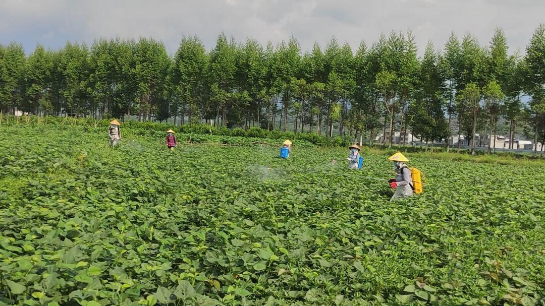 一片卷丹百合种植田,农民正在田间进行喷雾作业,手持电动喷雾器对准中下部叶片均匀喷洒药液;背景中有部分植株叶片已出现黄化现象,另一侧则生长健壮,形成对比;天气晴朗,土壤湿润,体现规范化管理场景 卷丹百合田间管理场景图