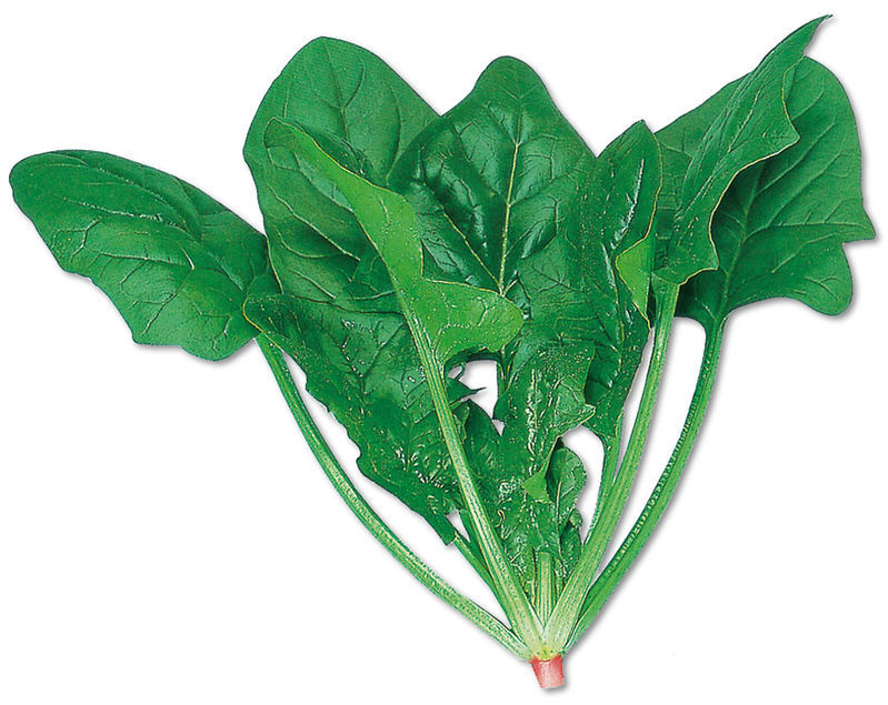 新鲜采摘的绿叶菠菜,展示其叶片和茎部结构 菠菜的绿叶形态