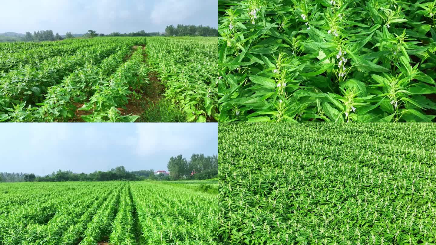 芝麻机械化播种现场图