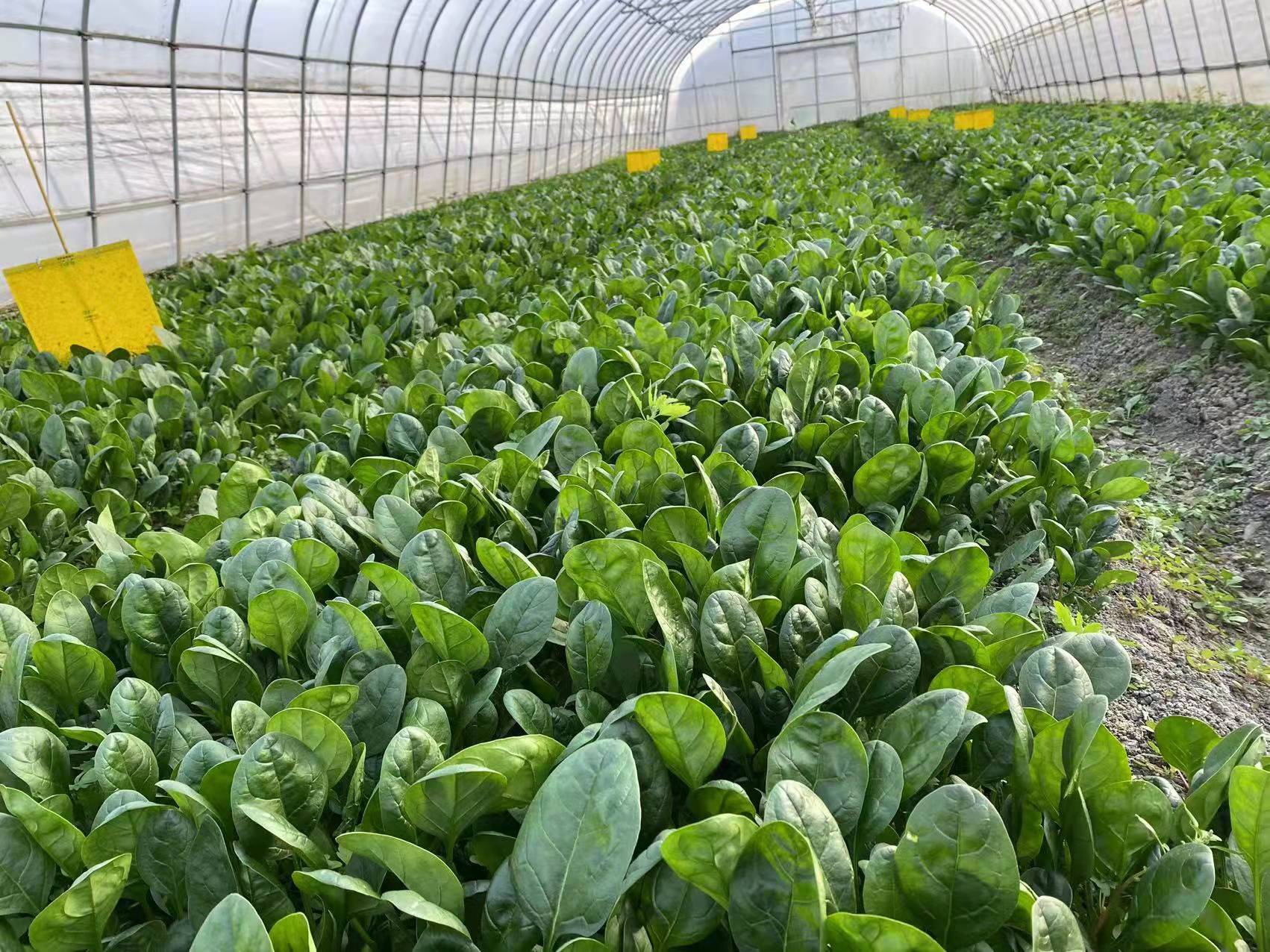 一组横向排列的菠菜植株照片,展示从播种后第7天(刚出土两片子叶)、第15天(真叶展开)、第25天(叶片茂盛)、第35天(达到采收标准)的完整生长过程。每阶段配有标签注明日期、株高、叶数及管理措施。背景为标准化蔬菜大棚,地面覆膜,设有自动喷灌系统。 菠菜不同生长阶段对比图