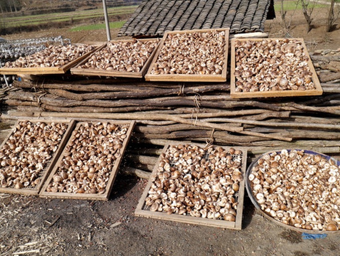 农家晾晒干香菇场景