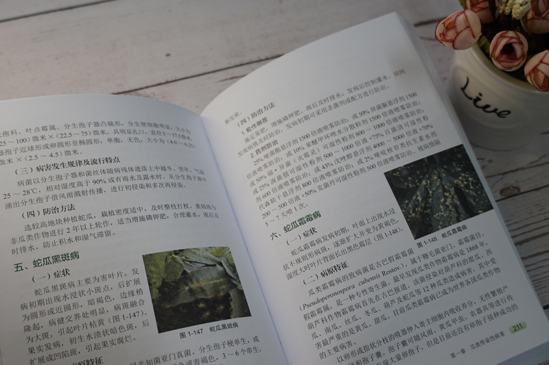 一串铃小冬瓜病害防治图示,包括霜霉病、白粉病等典型症状及防治措施 一串铃小冬瓜病害防治图示