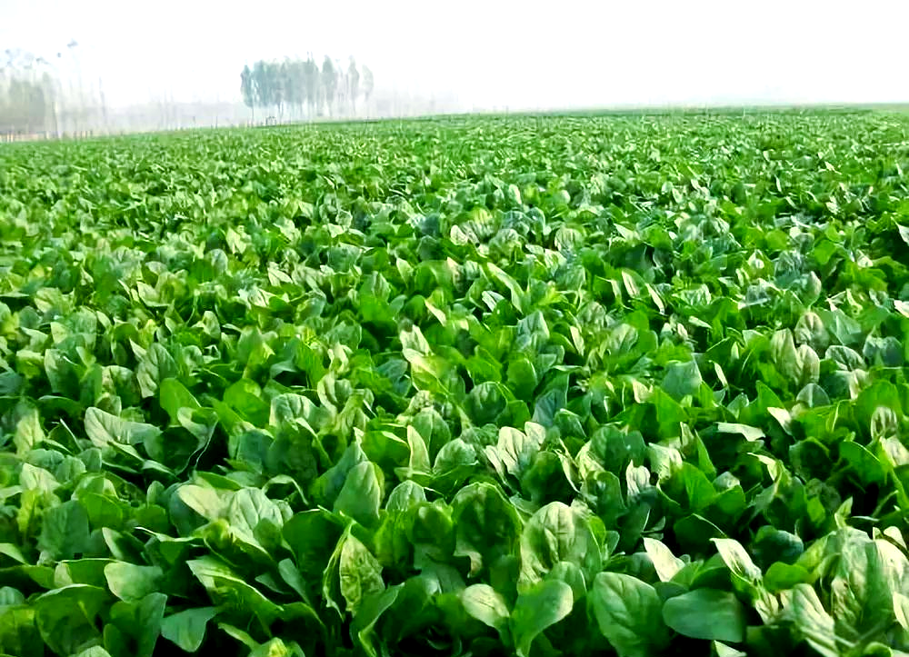 冬季田野中的成片菠菜种植地
