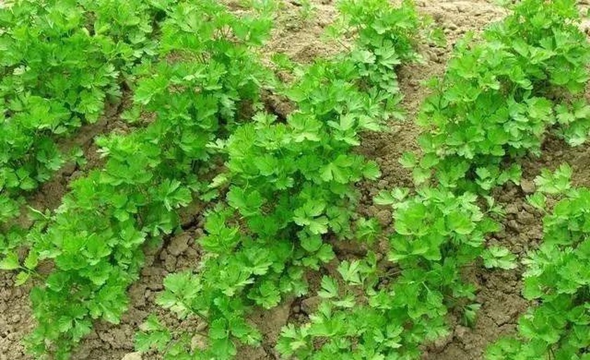 信息图表形式展示五种香草(香菜、小茴香、欧芹、紫苏、薄荷)在维生素K、维生素C、膳食纤维、典型活性成分等方面的横向对比,采用柱状图与图标结合设计,颜色区分明显,数据标注清晰,便于读者快速理解营养差异 香草营养成分对比图表