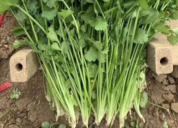 高清微距拍摄:新鲜采摘的芫荽(香菜)嫩茎叶,完整展现羽状复叶结构、蜡质光泽与茎部浅紫色渐变,突出其作为鲜活农产品的感官品质特征 香菜新鲜嫩叶特写,叶片呈羽状深裂,翠绿油亮,表面可见细密绒毛,茎部浅紫绿色,置于白色陶瓷盘中,背景虚化