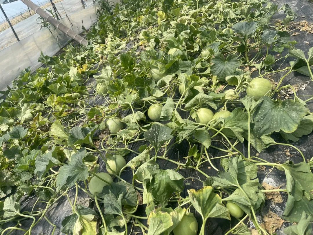 苏蜜518羊角蜜甜瓜田间生长实景