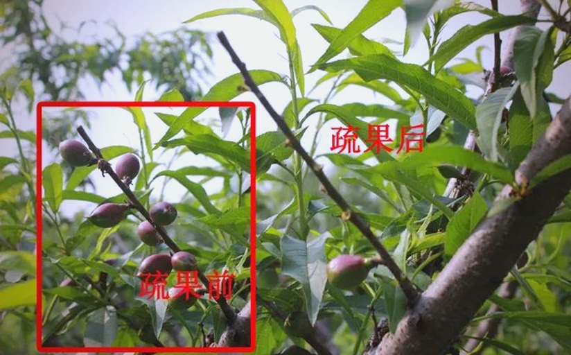 图片说明:标准化疏果作业流程图解;左侧为带编号标签的果枝,中部为正在测量果径的游标卡尺(显示读数10.2cm),右侧电子秤显示单果重105.3g,背景可见糖度仪与记录表;体现‘数据驱动’的精准疏果理念 红心猕猴桃夏季疏果操作实景:技术人员手持电子秤与游标卡尺,对挂果枝进行编号、测量、记录,工作台摆放分级板与糖度仪