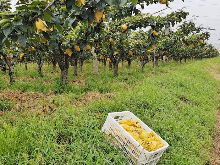 图片说明:一片成熟的梨园,阳光洒落,果农正在树下手工采摘黄绿色的梨子,篮子里堆满新鲜带叶的梨,地面散落少量落叶,远处有整齐排列的果树和农用三轮车,展现真实的农产品产地环境 成熟梨果园采摘场景