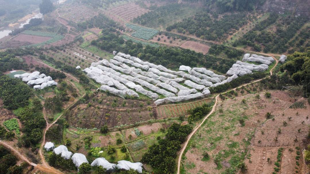 八角种植基地航拍图