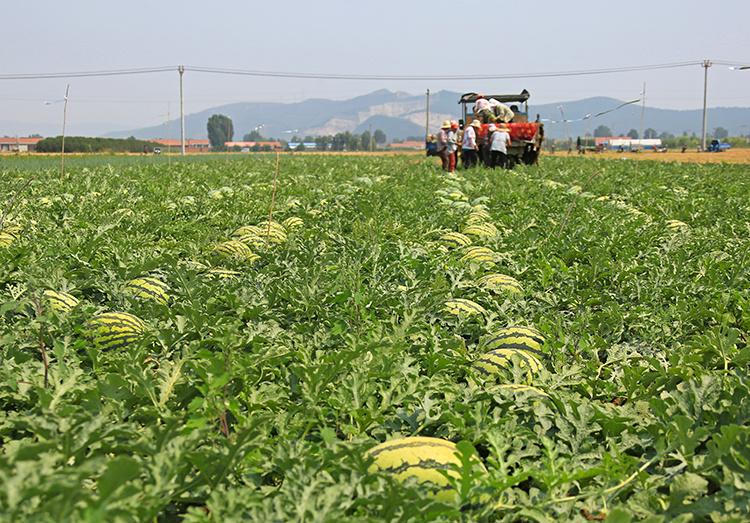 农田中正在采摘无籽西瓜的农民