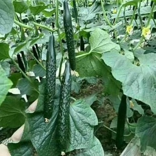 农田中生长的新鲜黄瓜植株