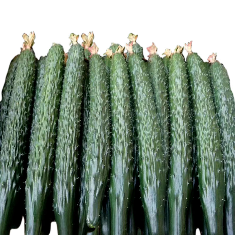 绿色黄瓜与黄色成熟黄瓜对比图