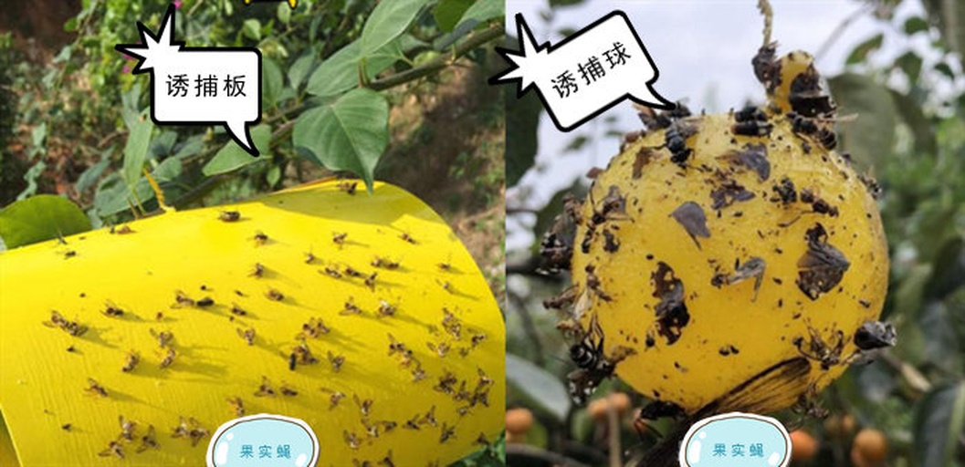 一张放置在木桌上的纸质记录表,表格标题为‘沙田柚果实蝇监测日志’,包含日期、天气、诱捕器编号、捕获数量、施药情况、备注等列;旁边放着一支笔和一部智能手机,屏幕上显示气象信息;背景模糊可见挂有黄色粘虫板的柚子树 果园病虫害监测记录表实景图