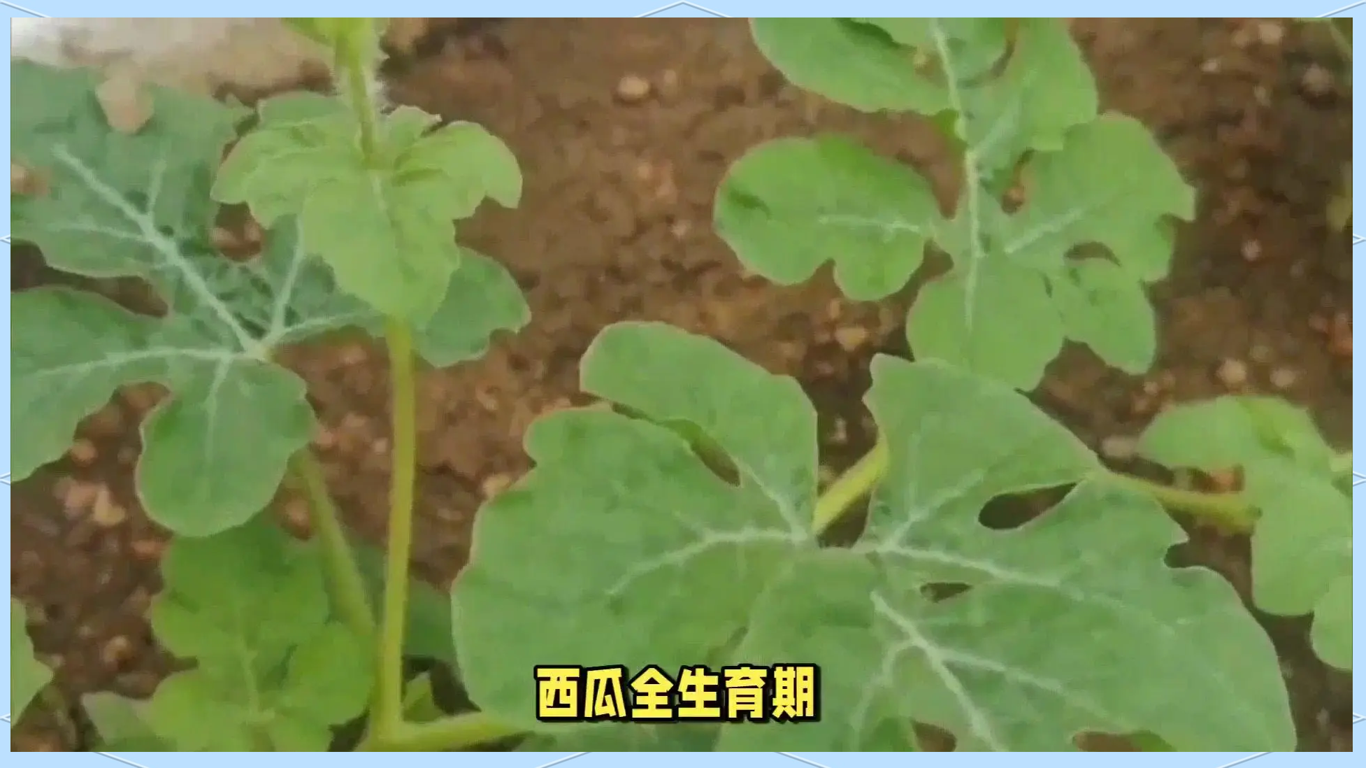 西瓜幼苗真叶2-4片期雌花分化关键窗口期示意图