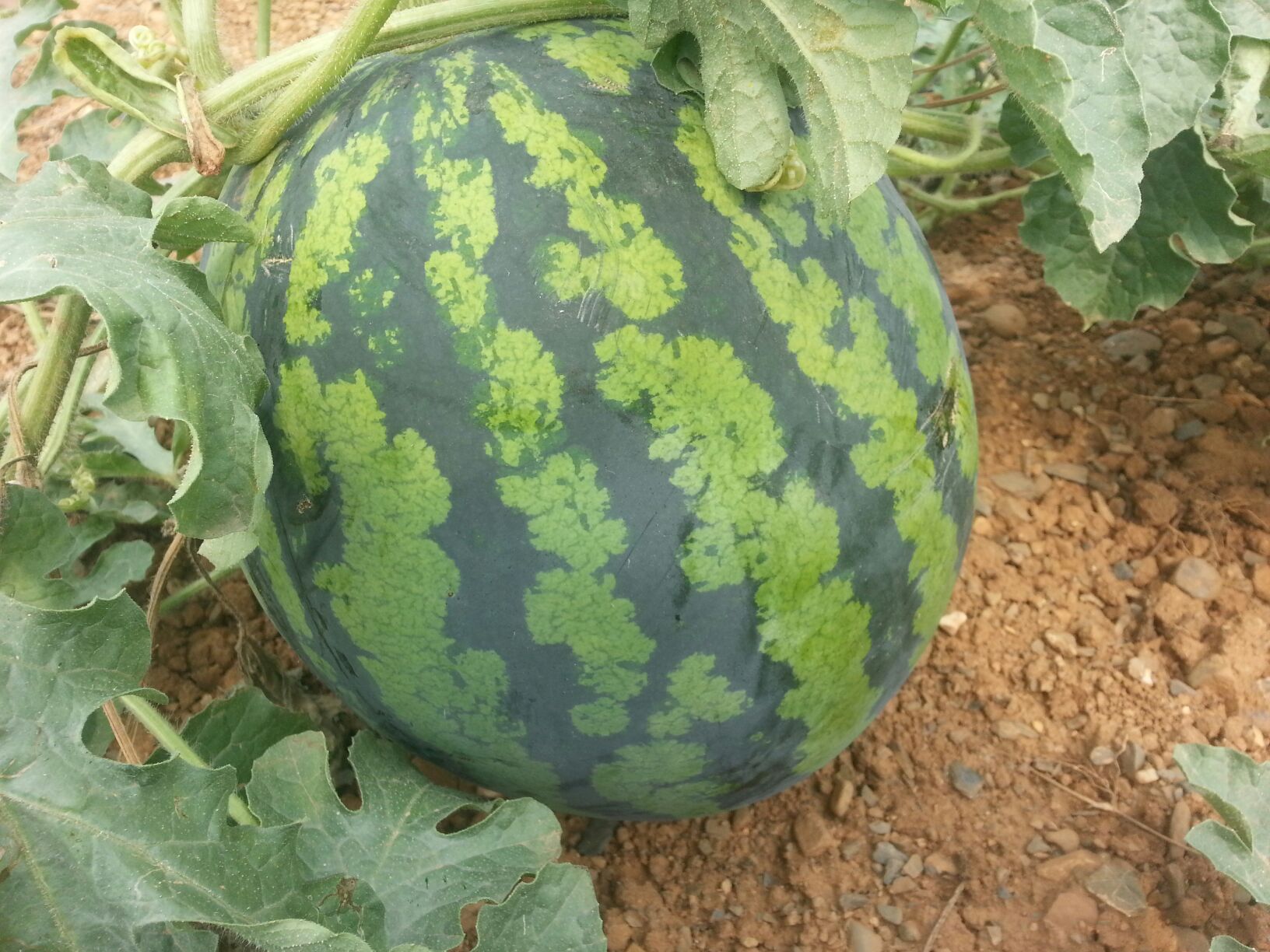 西瓜外观对比图