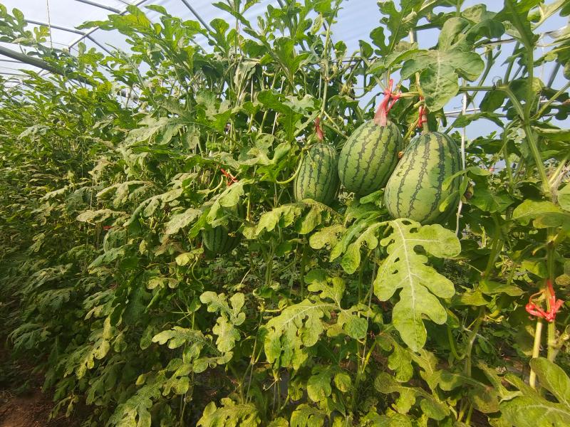 现代西瓜种植大棚内景