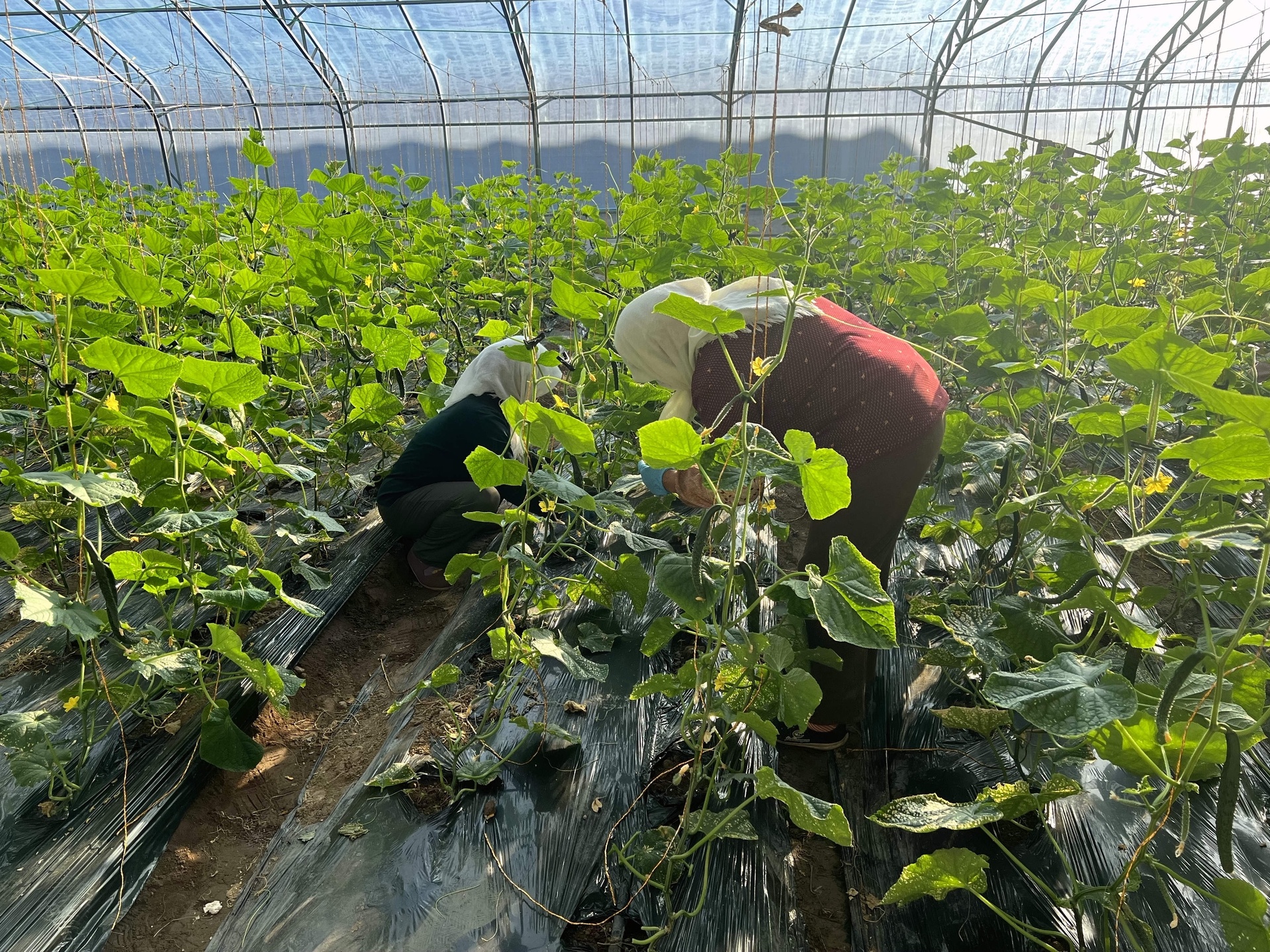 一位农民身穿防晒衣,在阳光充足的温室大棚内采摘悬挂生长的小黄瓜,手中握着剪刀和收纳篮,体现‘从田间到餐桌’的新鲜供应链过程 农田采摘场景