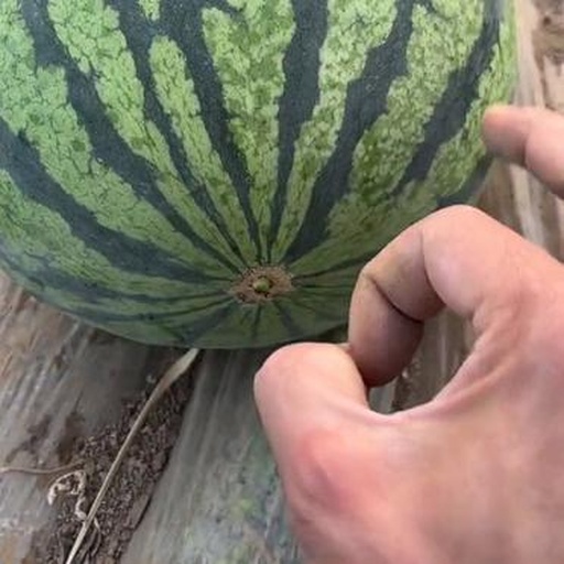 一只手托起一个中等大小的网纹瓜,另一只手轻轻靠近其底部(远离藤蒂的一端)做嗅闻动作,背景为明亮的果蔬摊位,强调通过嗅觉判断成熟度的操作场景 网纹瓜底部气味检测示意图