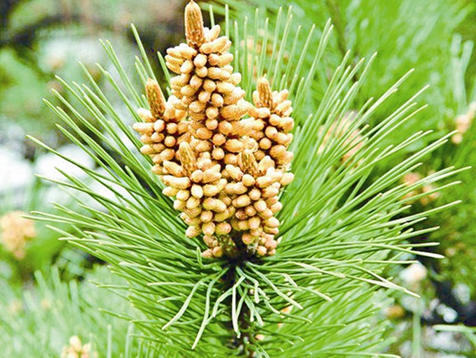 侧柏雄花的特写镜头,展示其圆柱形结构与花粉释放状态 侧柏雄花特写
