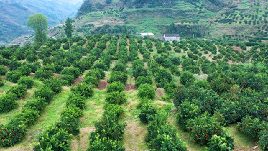 传统农耕壁画与现代果园对比图